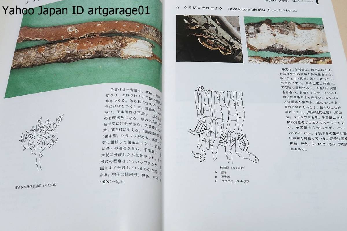 猿の腰掛け類きのこ図鑑/サルノコシカケ類のキノコ200種の図鑑・1頁に1