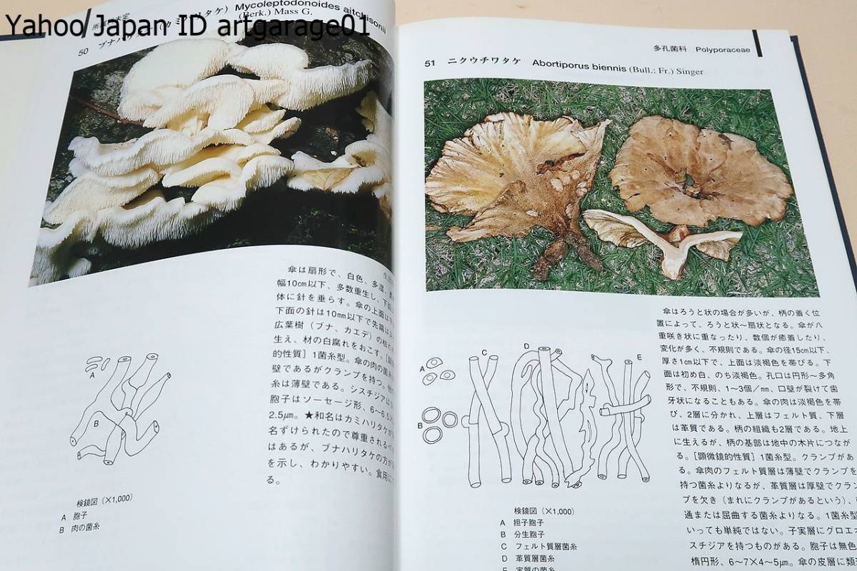 猿の腰掛け類きのこ図鑑/サルノコシカケ類のキノコ200種の図鑑・1頁に1