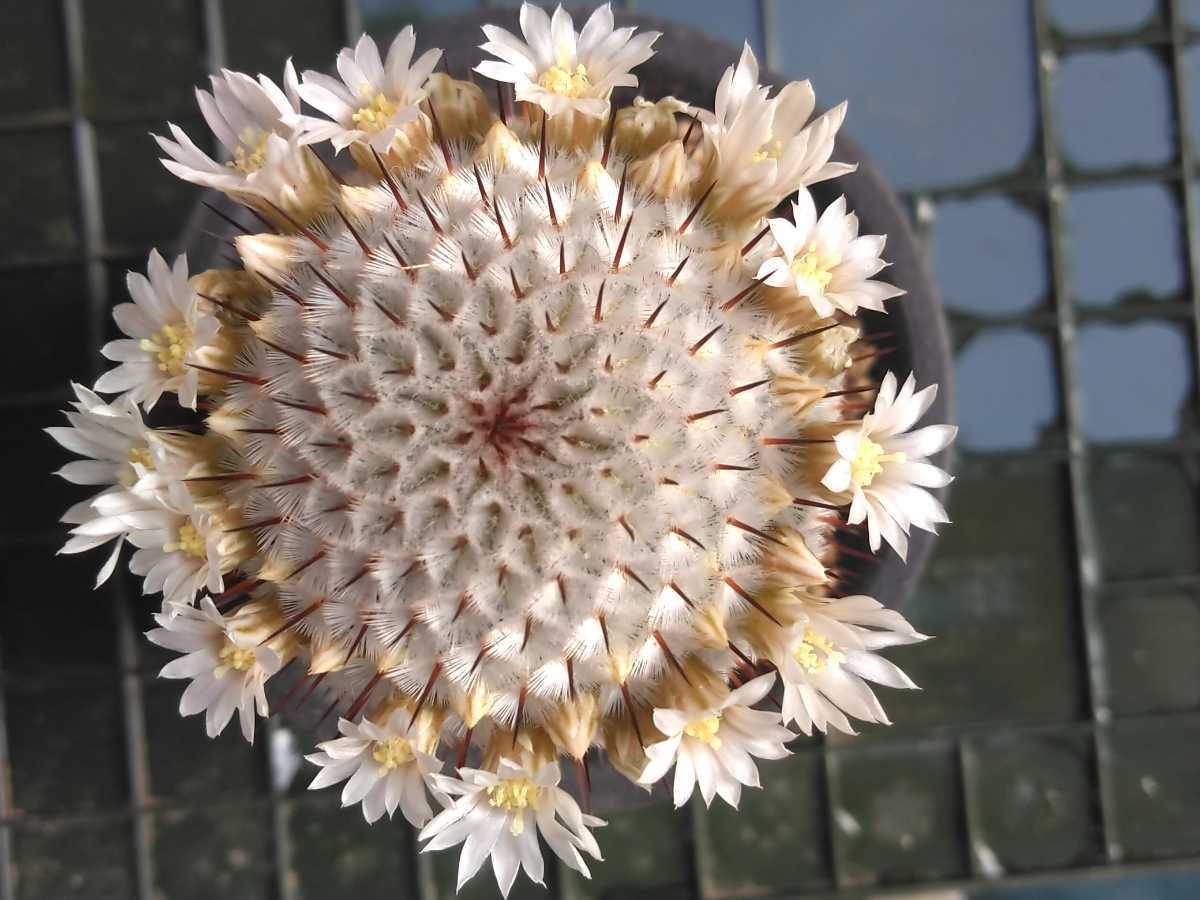 マミラリア – ペレスデラロサエ Mammillaria mammillaria ROUKA