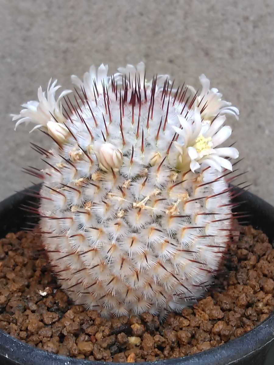 マミラリア – ペレスデラロサエ Mammillaria mammillaria ROUKA