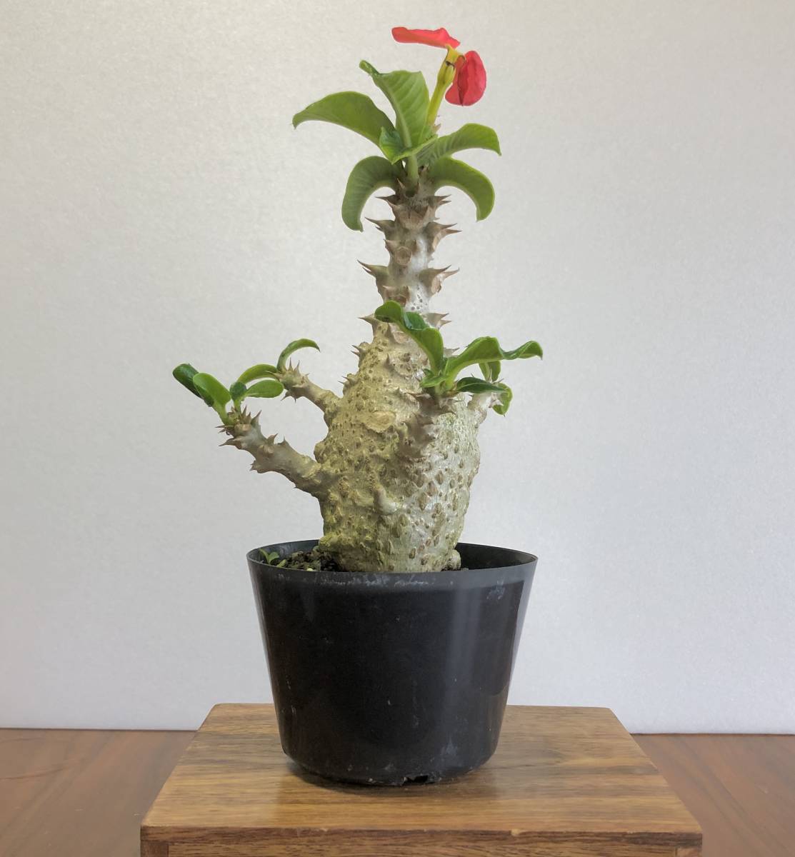 お得，人気セール パキポディウム ウィンゾリー 沖縄産実生 コーデックス(観葉植物)｜売買されたオークション情報、yahooの商品情報をアーカイブ公開 - オークファン その他