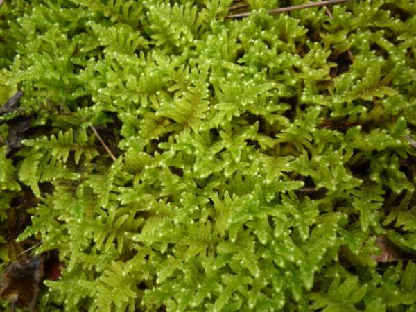 ハイゴケ 這苔1パック 栽培容易 乾燥 耐暑性と耐寒性強い 苔玉 下苔 苔庭 苔忍 観葉植物 売買されたオークション情報 Yahooの商品情報をアーカイブ公開 オークファン Aucfan Com ハイゴケ 這苔1パック 栽培容易 乾燥 耐暑性と耐寒性強い 苔玉 下苔 苔庭 苔忍 観葉植物 売買されたオークション情報 Yahooの商品情報をアーカイブ公開 オークファン Aucfan Com