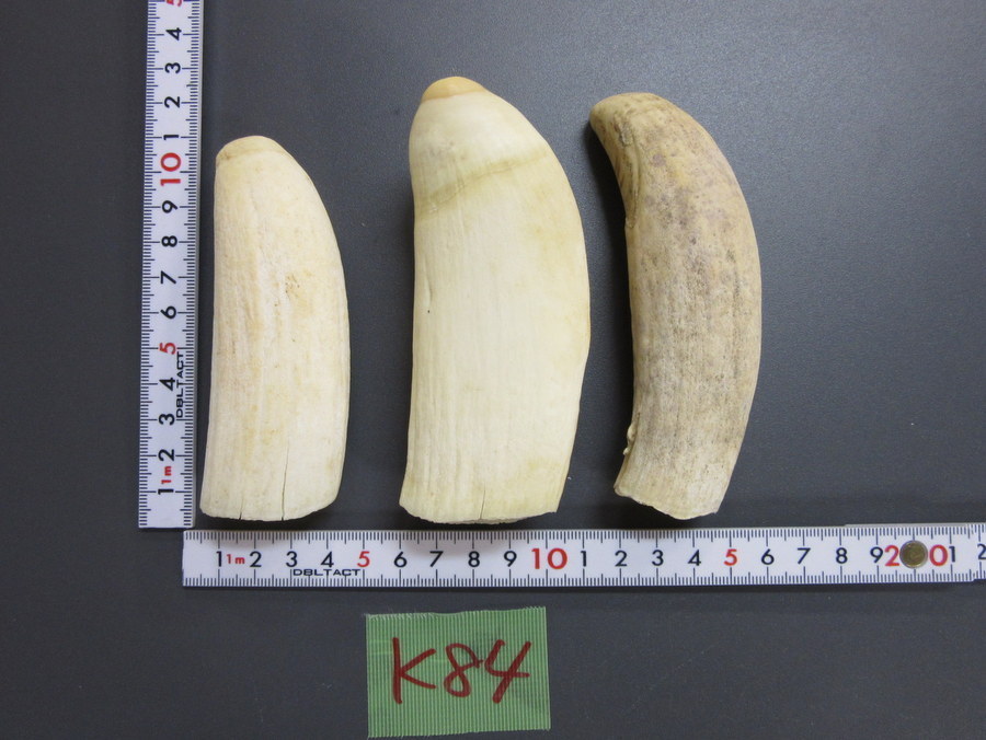 正規品，HOT 白蓮 マッコウ 抹香鯨 鯨歯 3点 総重量 441g 印材 k84(その他)｜売買されたオークション情報、yahooの商品情報をアーカイブ公開 - オークファン その他