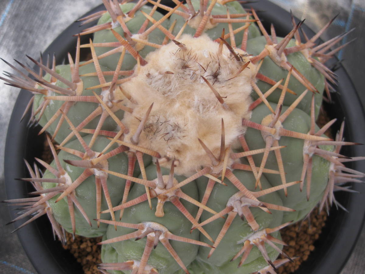 サボテン | 翠平丸 エキノカクタス 白刺翠平丸 実生 Echinocactus