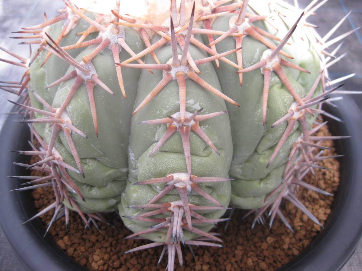 サボテン | 翠平丸 エキノカクタス 白刺翠平丸 実生 Echinocactus