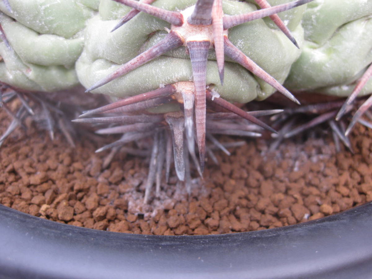 サボテン | 翠平丸 エキノカクタス 白刺翠平丸 実生 Echinocactus