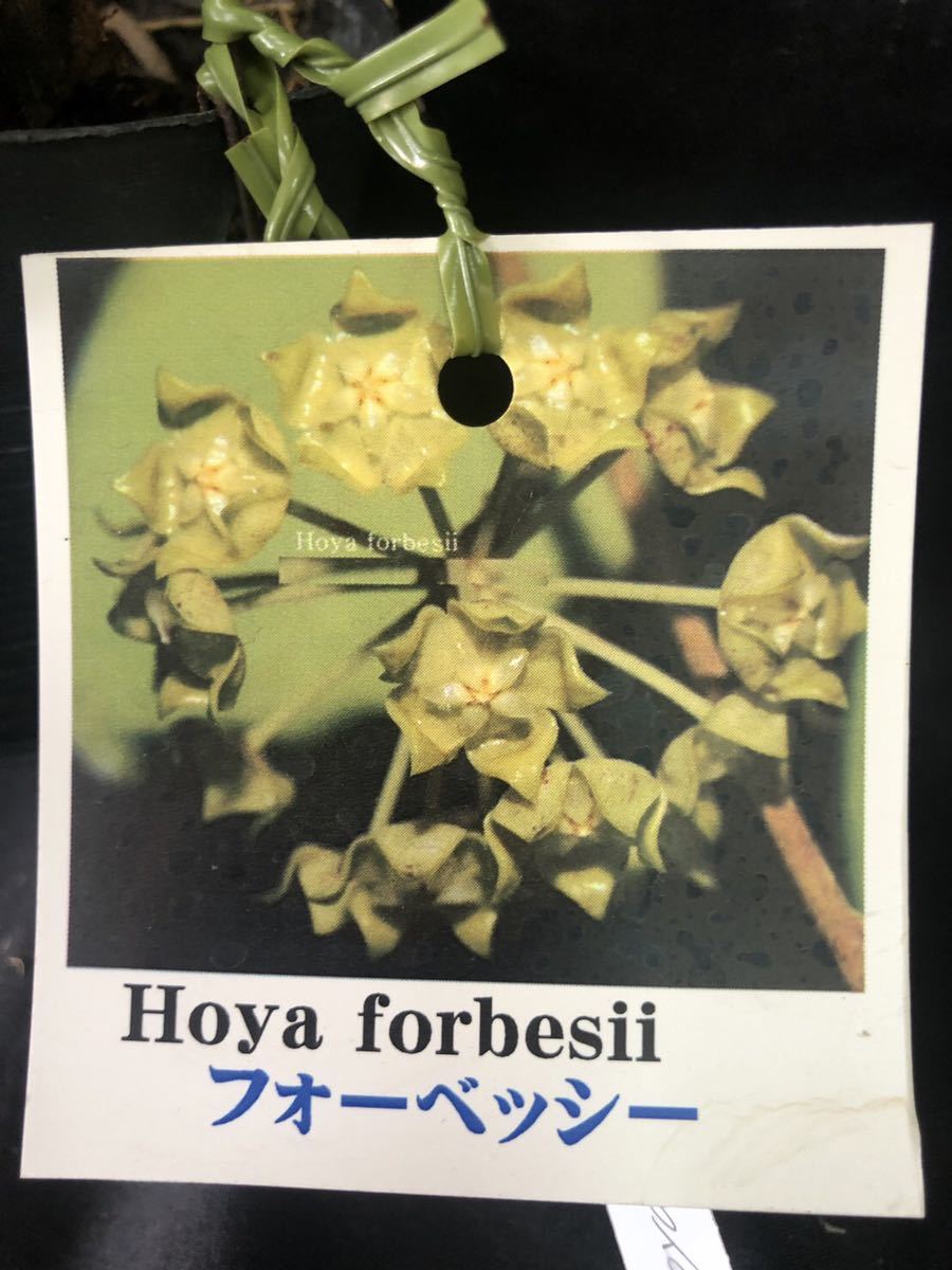 Hoya forbesii_1