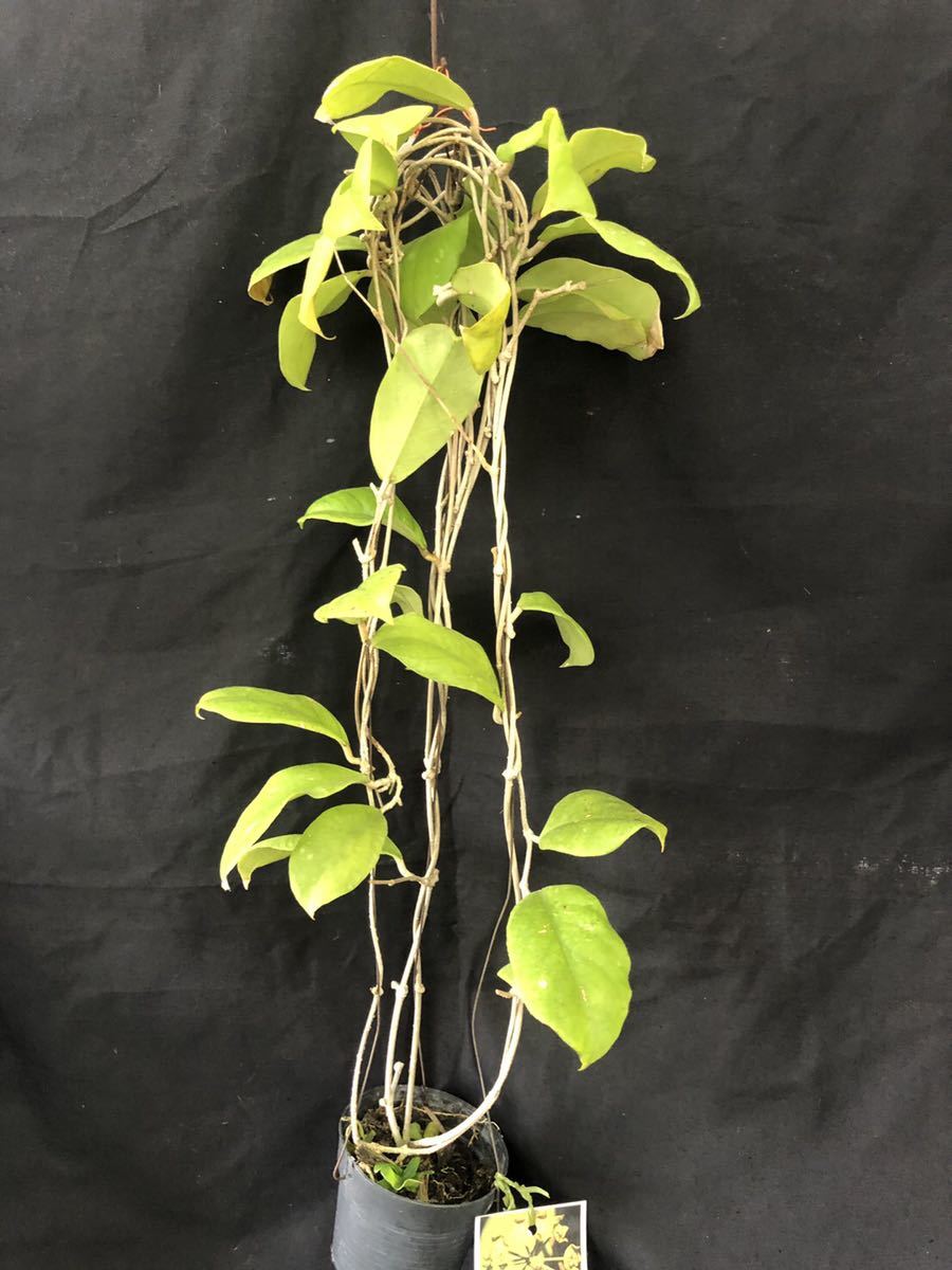 Hoya forbesii_2