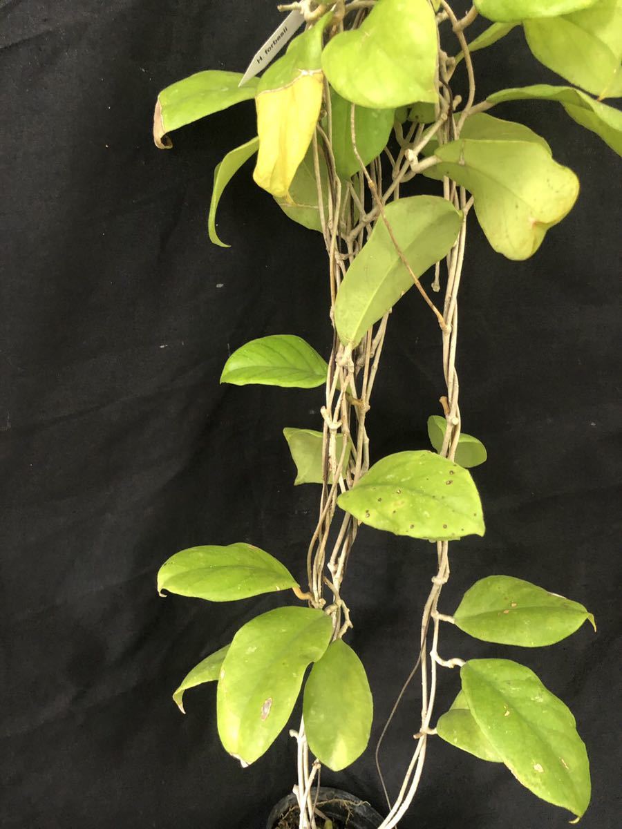 Hoya forbesii_3