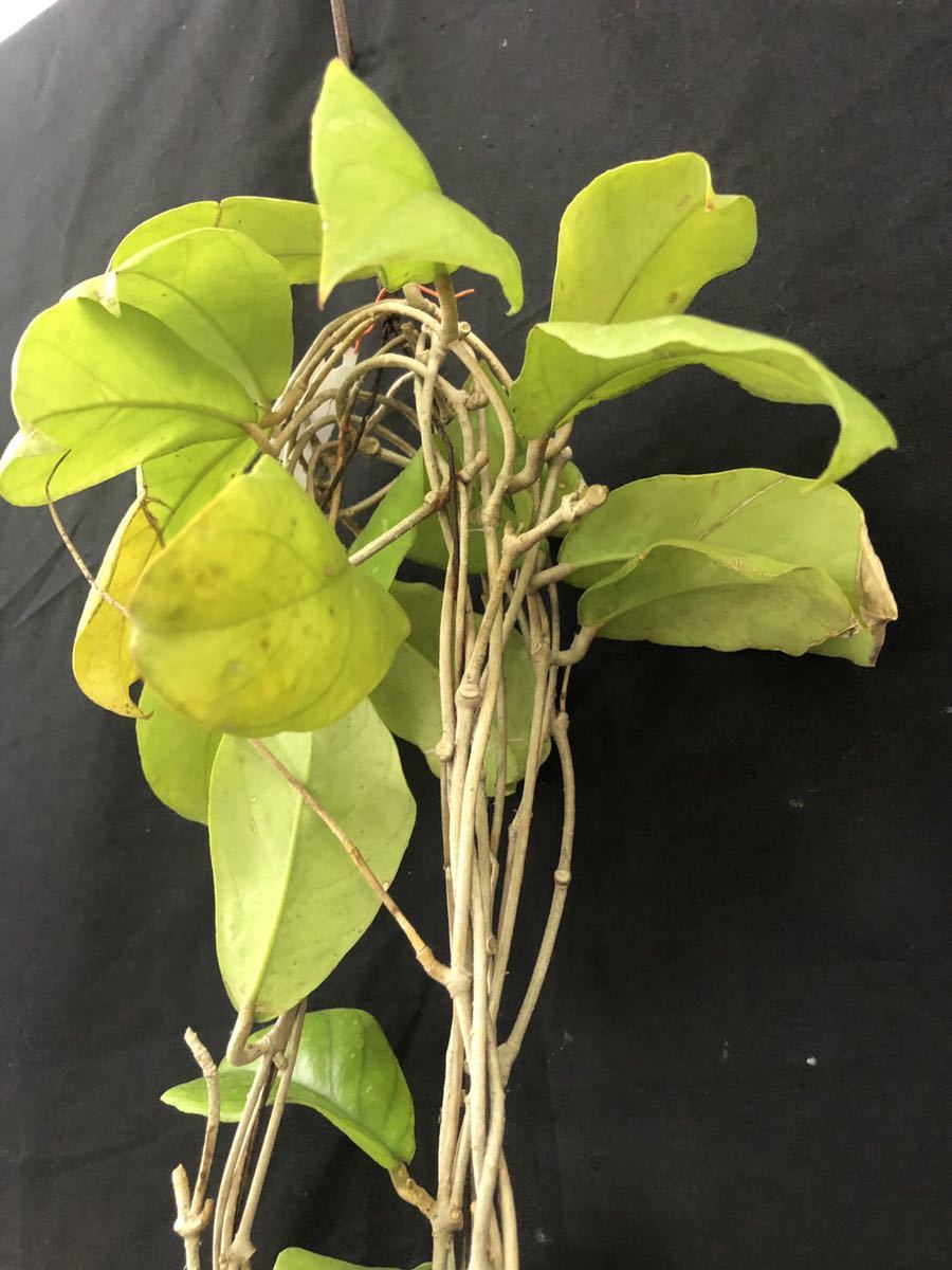 Hoya forbesii_4