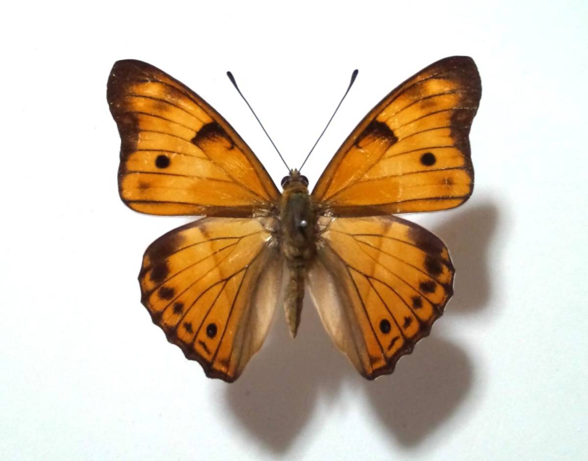 蝶 標本 タイワンコムラサキ 飼育 台湾中部 科学 自然 売買されたオークション情報 Yahooの商品情報をアーカイブ公開 オークファン Aucfan Com