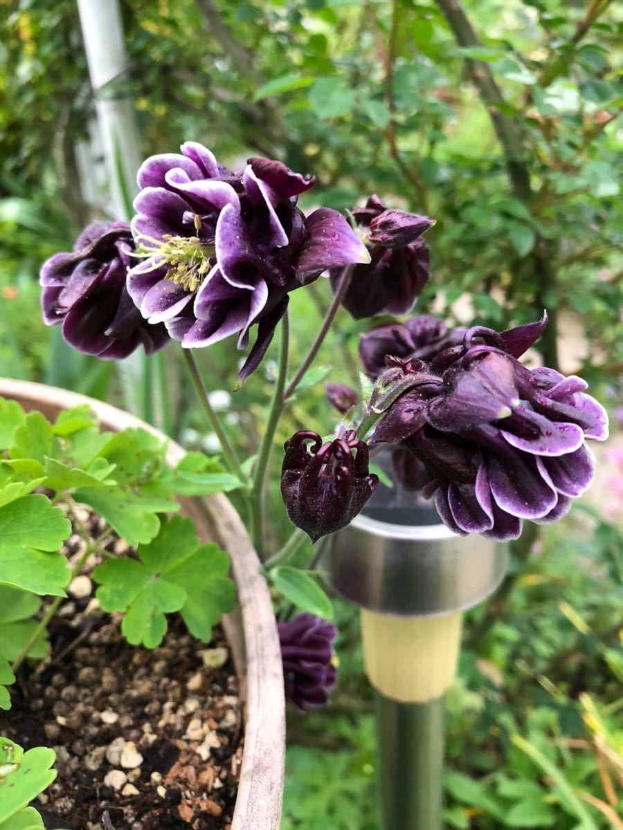 21新発 カナダオダマキ 花の種 25粒 Www Direcauto Net 21新発 カナダオダマキ 花の種 25粒 Www Direcauto Net