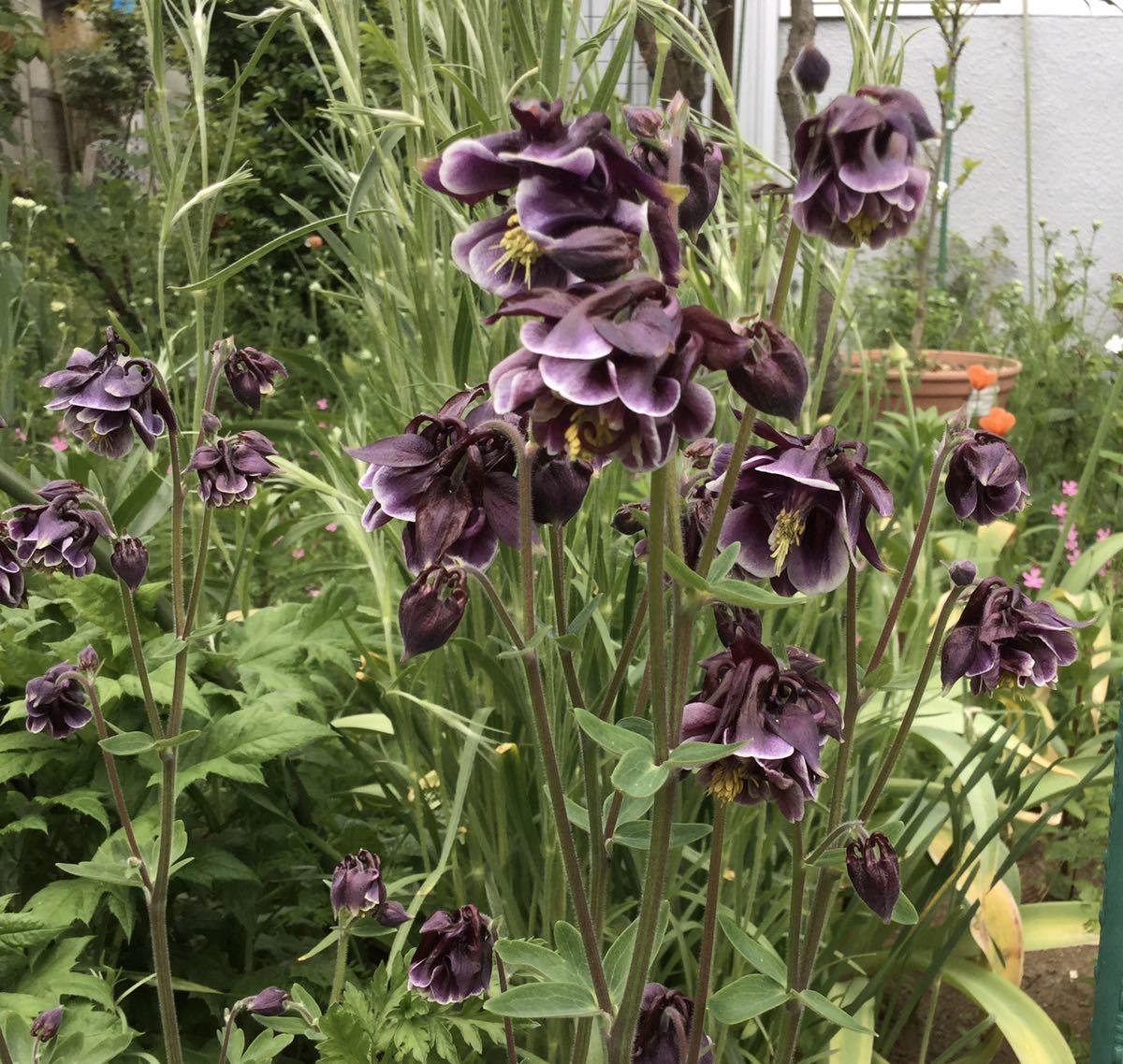 21新発 カナダオダマキ 花の種 25粒 Www Direcauto Net 21新発 カナダオダマキ 花の種 25粒 Www Direcauto Net