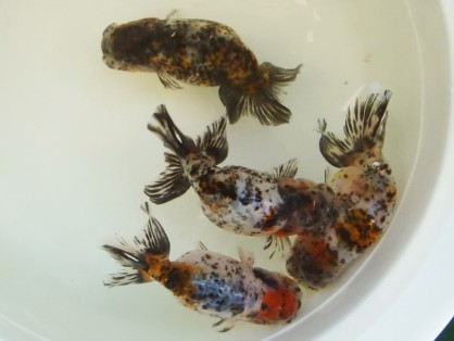 人気SALE，SALE 江戸錦 オリジナル国産フンタン系 厳選稚魚 約20匹(らんちゅう)｜売買されたオークション情報、yahooの商品情報をアーカイブ公開 - オークファン らんちゅう