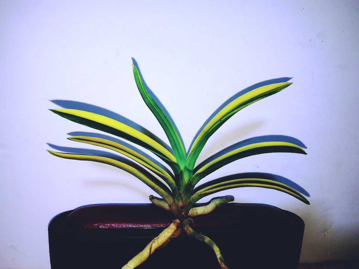 富貴蘭「紫式部白縞」2本立ち 商品詳細｜布木の里 花