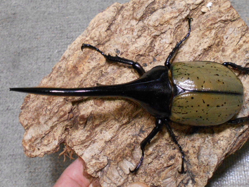 DHヘラクレス ペア カブトムシ DH ヘラクレスオオカブトペアセット 