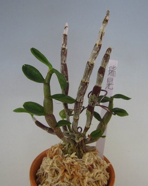 山野草 セッコク 富貴蘭(鎌倉産 フウラン緑花・花芽付き) △長生蘭・瑞晃 長生蘭 富貴蘭セッコク山野草△ 【公式通販】