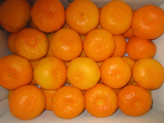 1円すたーと 美味しくなかったら商品代金お返しします 高知県山北産 温室山北みかん 興津 2L 約5㌔ 秀 3(かんきつ類)｜売買されたオークション情報、yahooの商品情報をアーカイブ公開 - オー かんきつ類