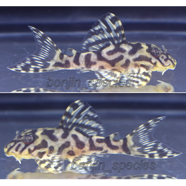 〓自家産〓キンペコ 5.5cm 1匹！
