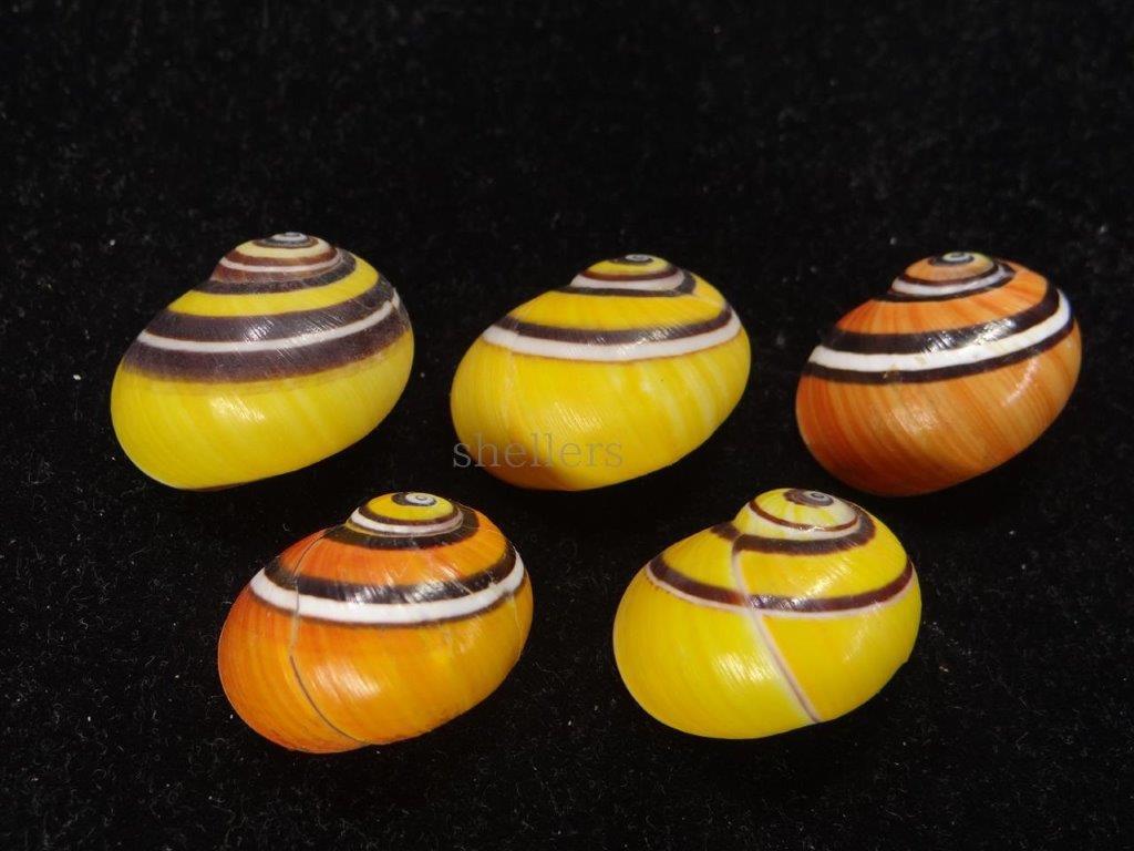 2026年最新Yahoo!オークション -ymo(レーザーディスク)の中古品 - YMO complete hurrah レーザーディスク 未使用品 メルカリ -hurrah(レーザーディスク)の中古品 ymo ldの値段と価格推移は？｜140件の売買データからymo ldの価値が -坂本龍一(レーザーディスク)の中古品 Yahoo!オークション