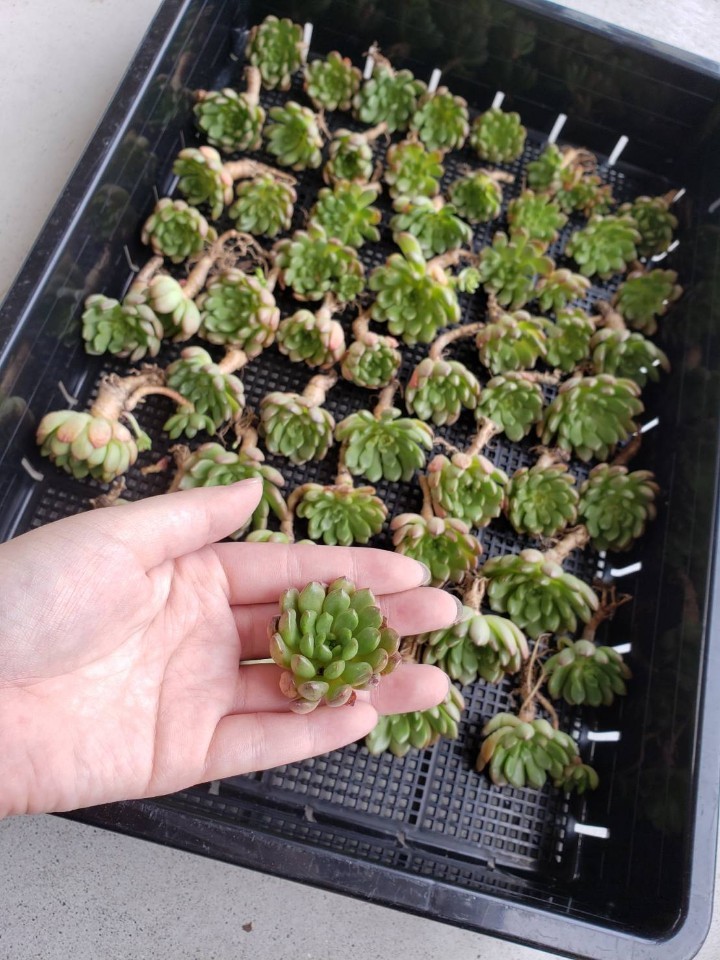 韓国多肉植物 韓国苗 エケベリア Echeveria 07 ピンクルルビー カゴ全部 岡山在庫 08 18岡山発送 サボテン 売買されたオークション情報 Yahooの商品情報をアーカイブ公開 オークファン Aucfan Com