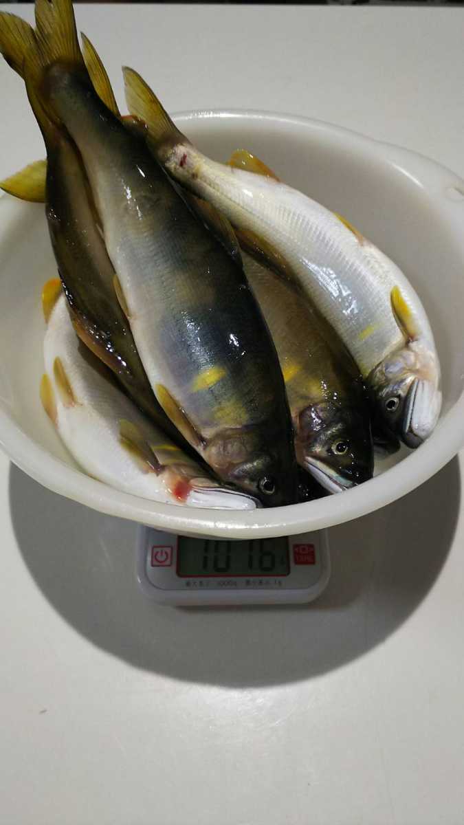 天然鮎 福井県九頭竜川産 | 精進 さぎり屋 鮎の一夜干し開き、九頭竜川産 さぎり屋九頭竜川産 サンライン