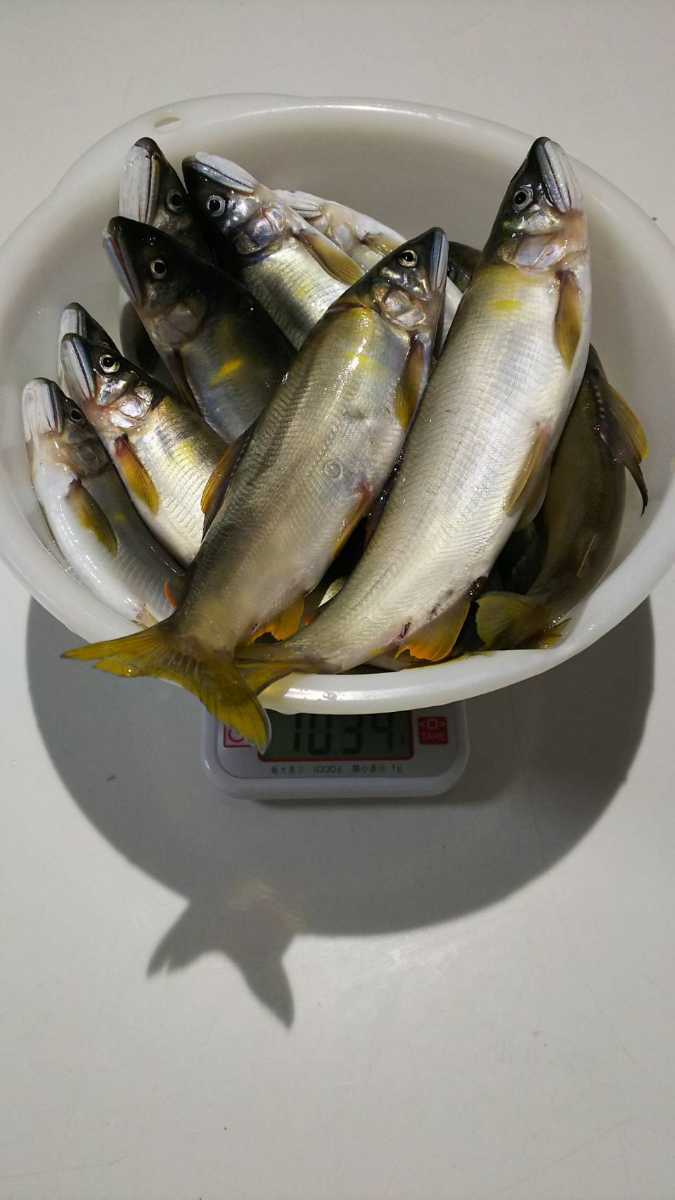 天然鮎 福井県九頭竜川産 | 精進 さぎり屋 鮎の一夜干し開き、九頭竜川産 さぎり屋九頭竜川産 サンライン