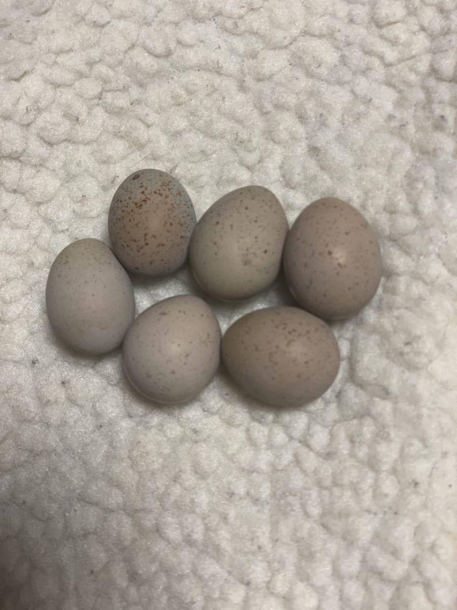 【ヒメウズラ】有精卵8個_1