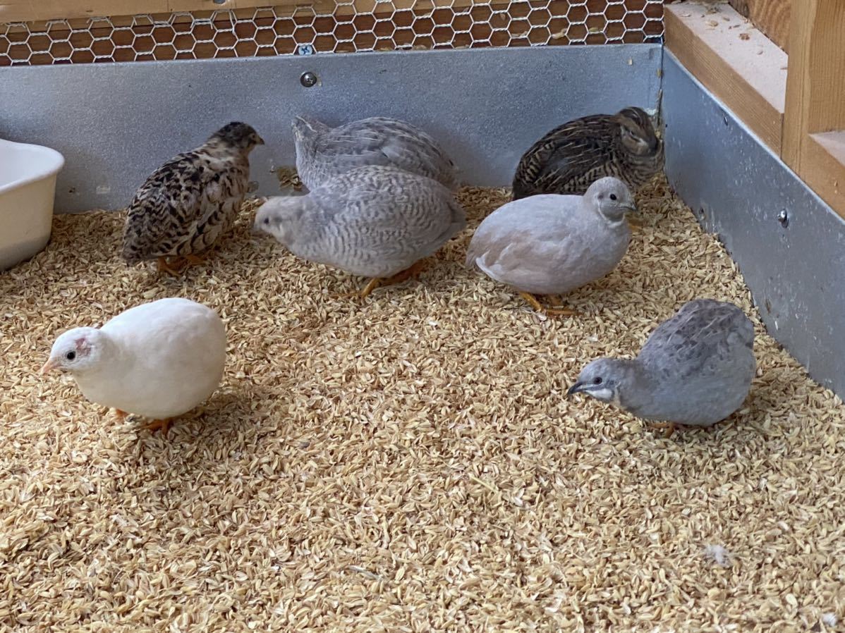 【ヒメウズラ】有精卵8個_2