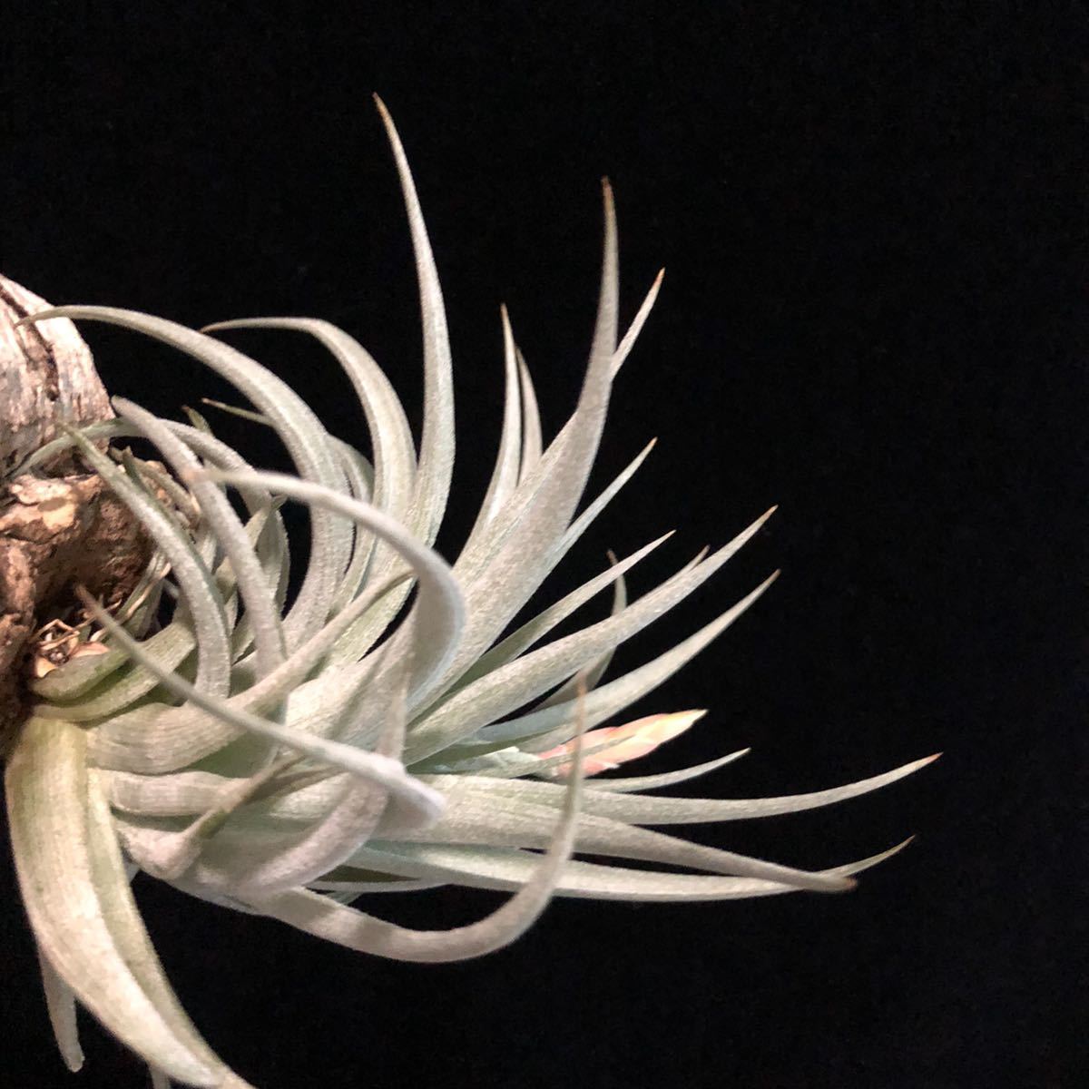 Tillandsia comarapaensis チランジア　ティランジア　コマラパエンシス　エアープランツ