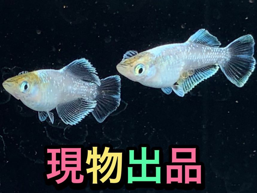 格安，お得 媛めだか 鱗光 ヒカリ体型 頭金 1ペア 写真の現物個体 媛メダカ(めだか)｜売買されたオークション情報、yahooの商品情報をアーカイブ公開 - オークファン めだか