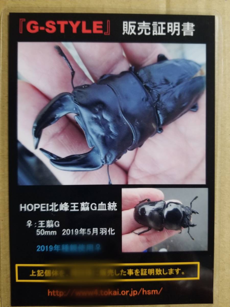 品質保証，お得 G-STYLE HOPEI北峰王翦G血統 50mmメスの仔 3