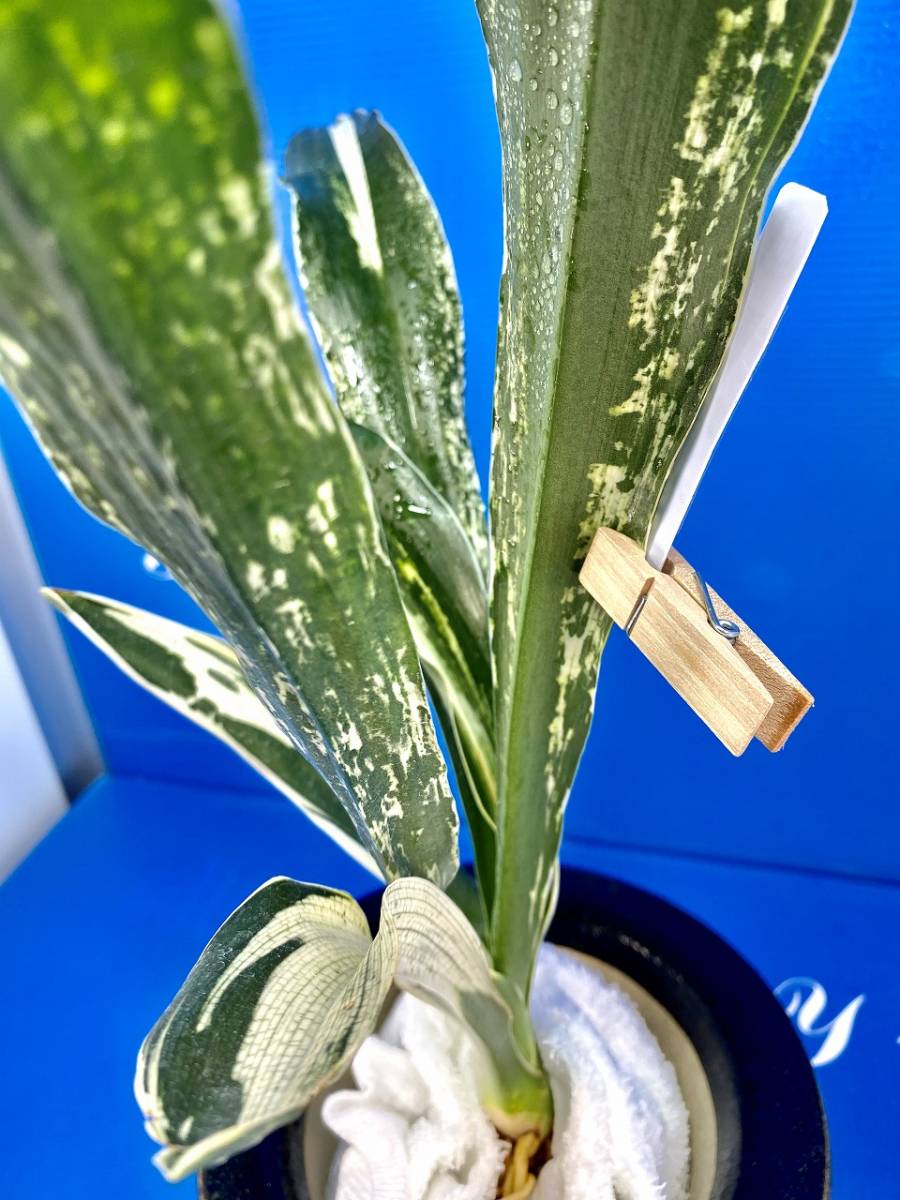 リンナイ ガス瞬間湯沸器 | Rinnai ガス瞬間湯沸かし器 - 株式 瞬間湯