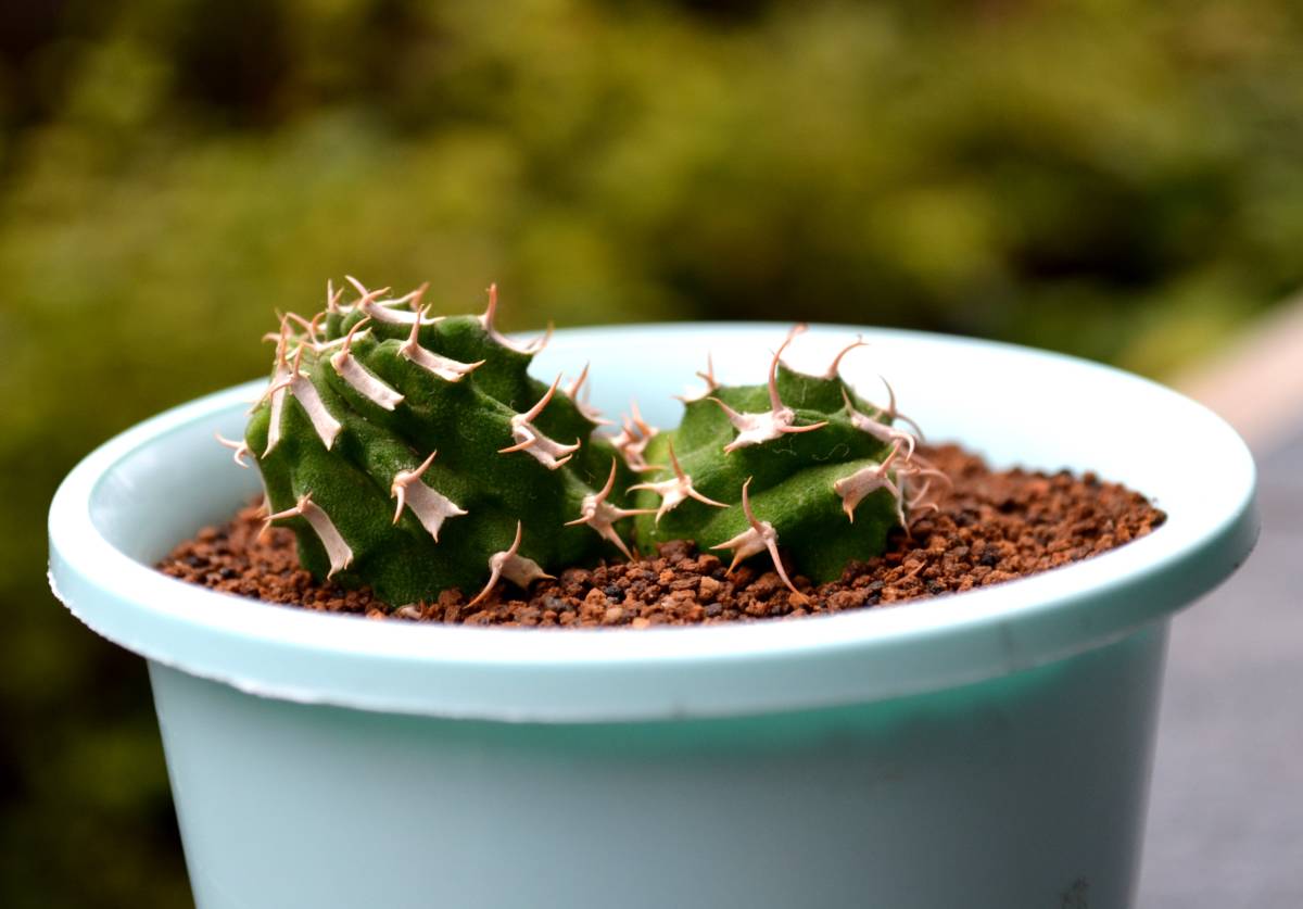 ☆多肉植物☆サボテン☆ユーフォルビア ・コルムナリス ☆多肉植物☆サボテン☆ユーフォルビア ・コルムナリス
