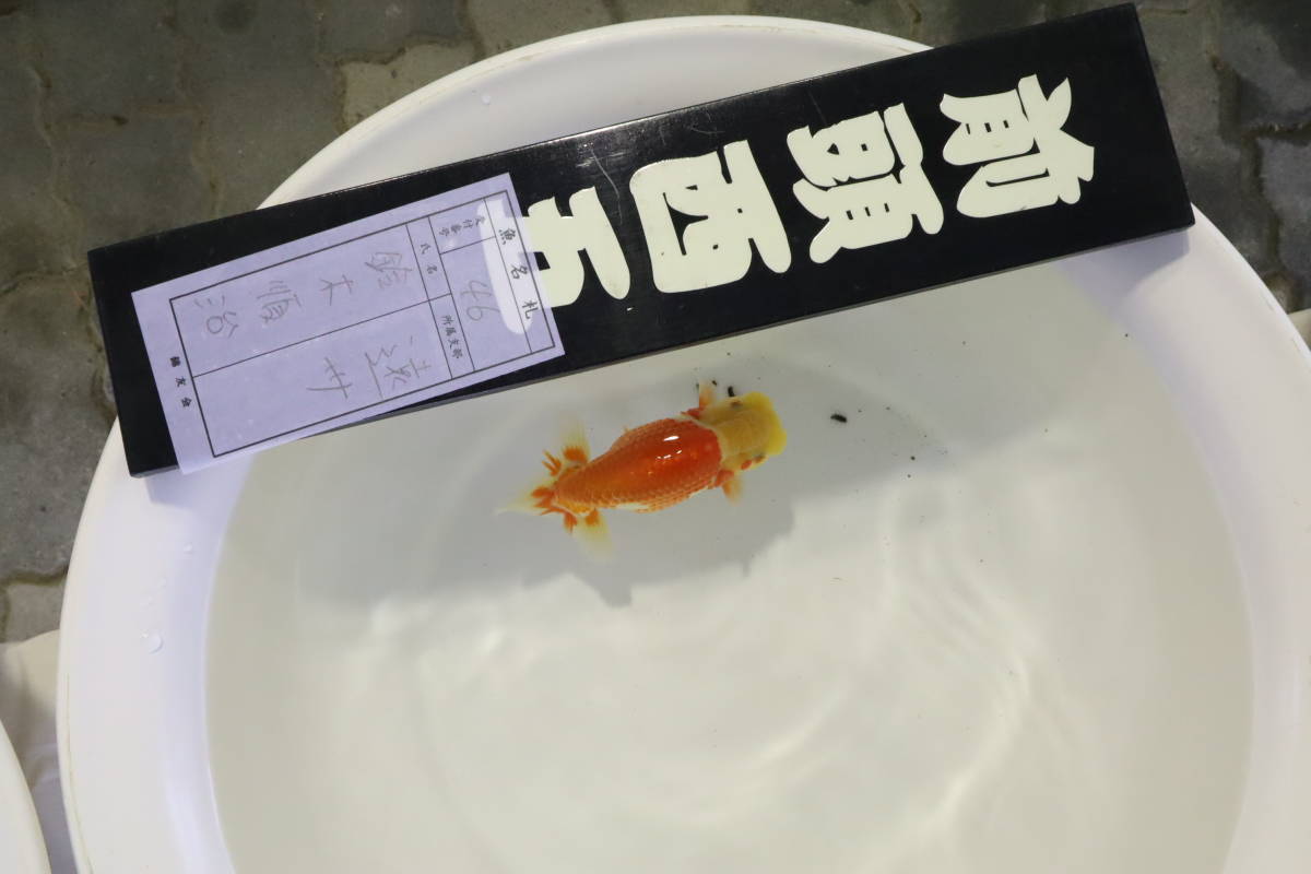 丸長 極上更紗！遠州らんちゅう会 中部本部 品評大会！当歳魚の部 前頭西 超 極上更紗！【遠州らんちゅう会 秋本大会 入手魚！】 愛知県 豊橋市 米澤二郎氏 当歳魚 １５㎝！メス！