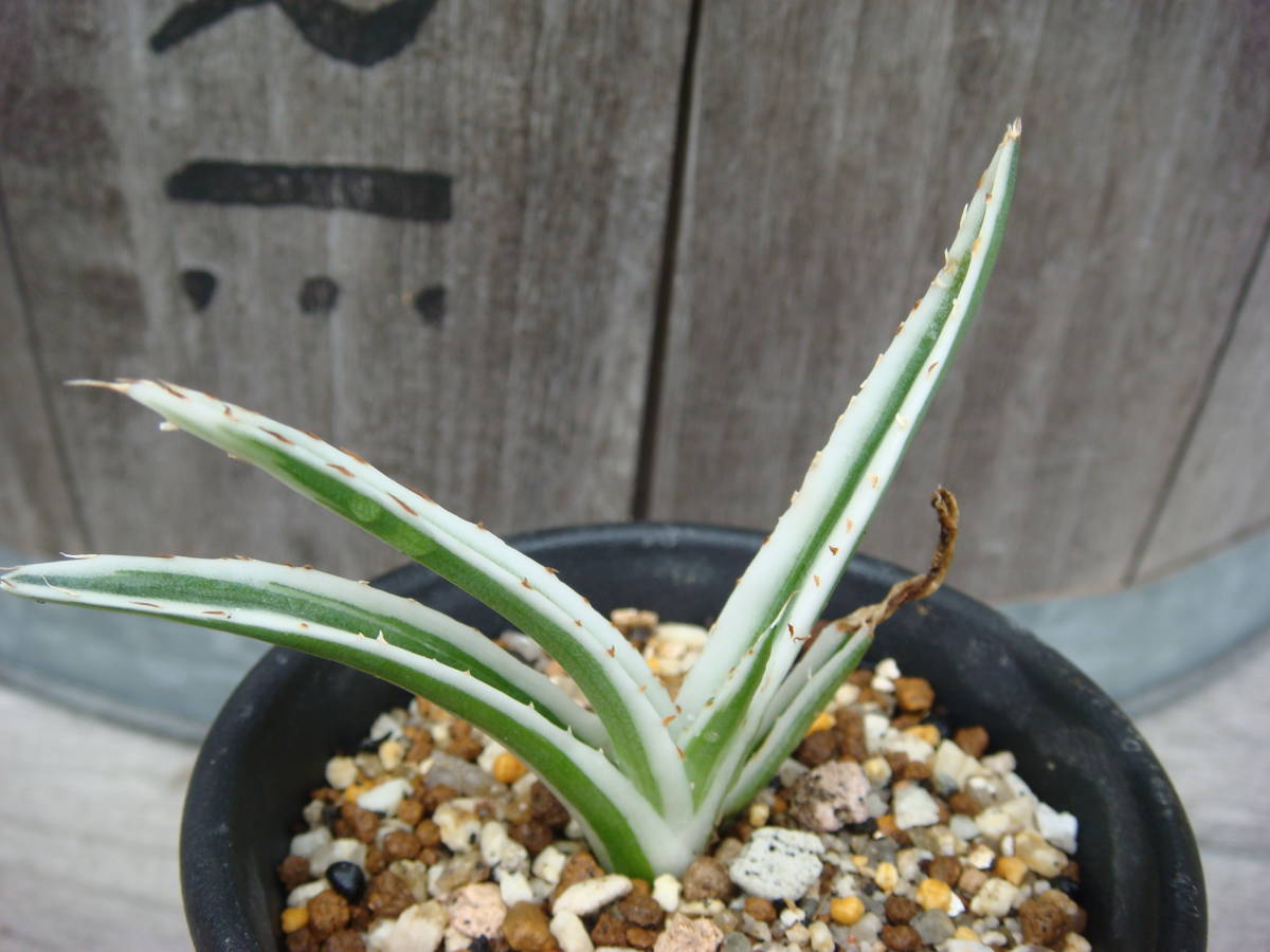 ☆ 多肉 ☆ アガベ 氷山 Agave victoriae reginae 【公式通販】