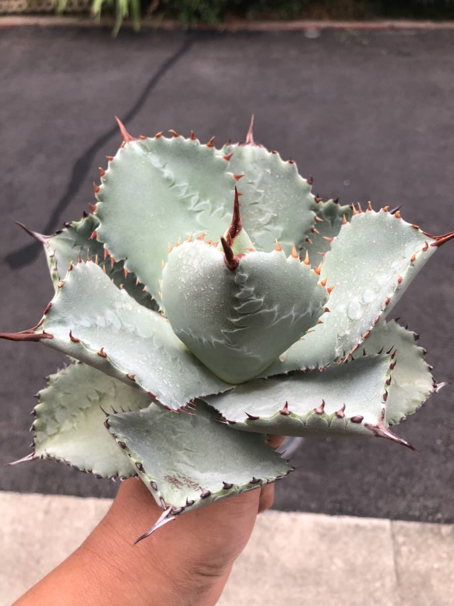 ZU9特選株 agave titanota no name アガベ チタノタ 極上強棘株