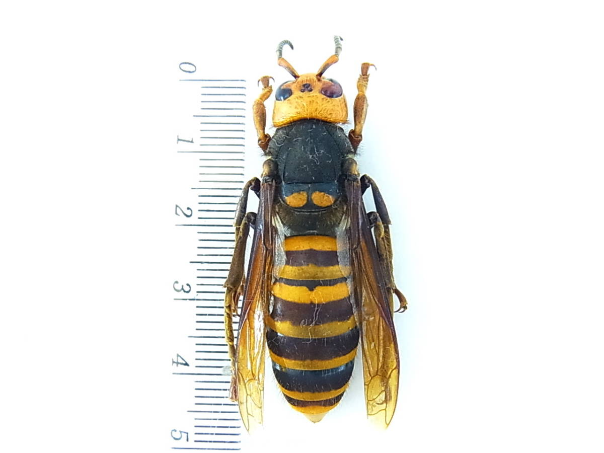 蜜蜂 昆虫用品 オオスズメバチ 女王蜂 立体標本2501