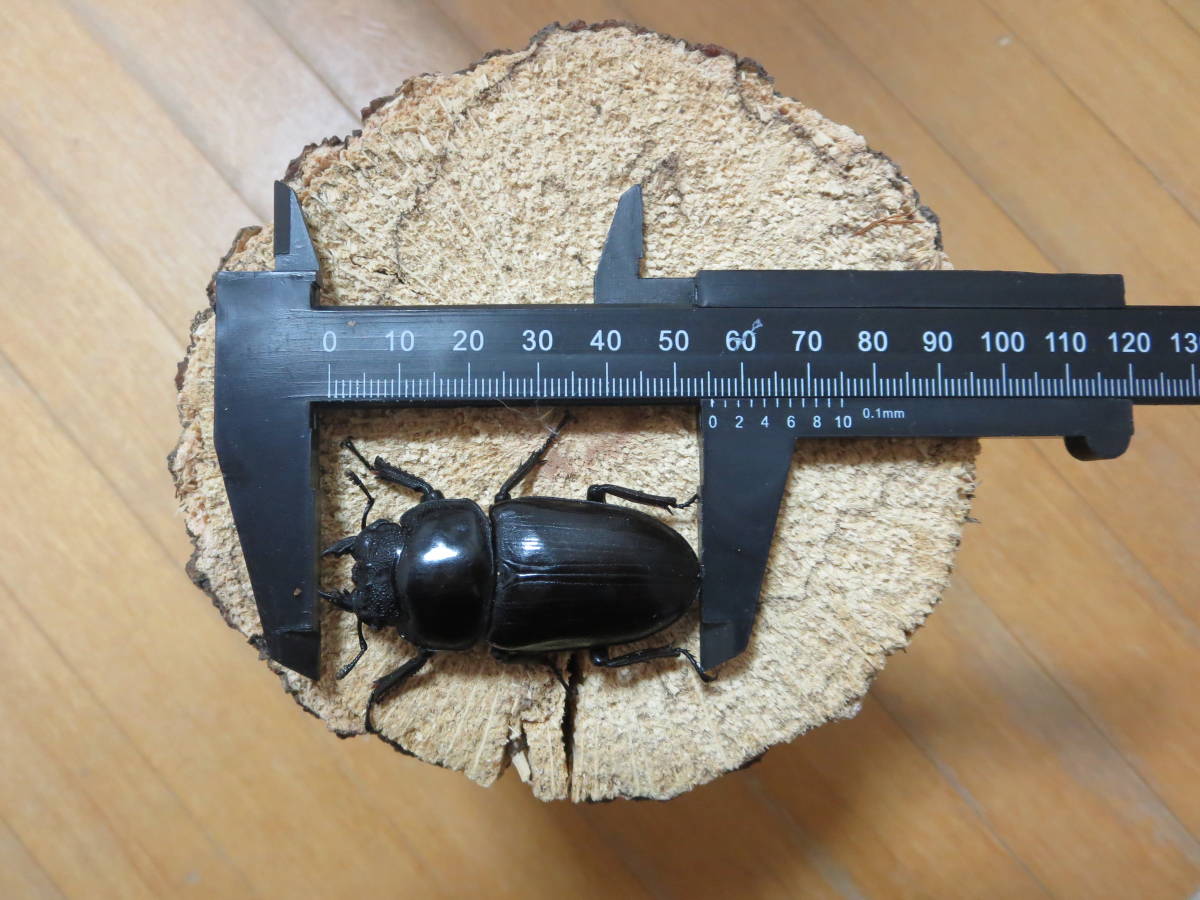 能勢YG血統 能勢SR血統 オオクワガタ オオクワガタ成虫メス 