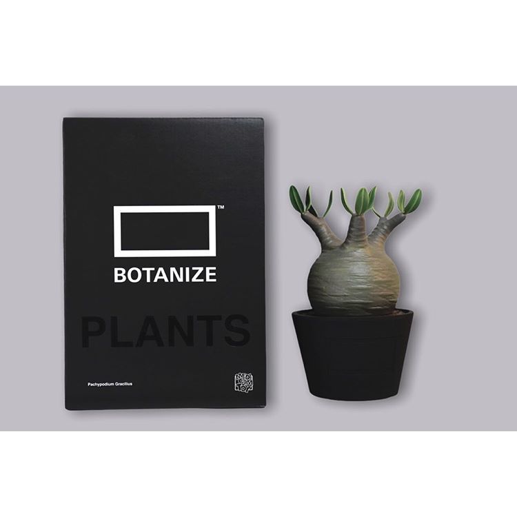 BOTANIZE × MEDICOMTOY BOTANIZE メディコムトイ VCD pachypodium 白