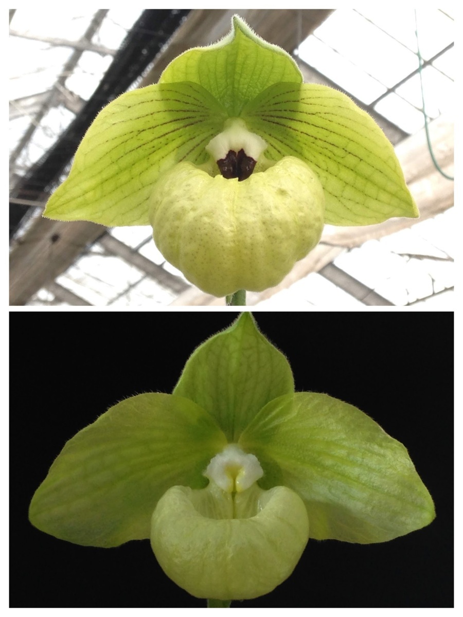 値引再出品！洋蘭 パフィオ 原種 TA5735 VS14-87 Paph. malipoense x