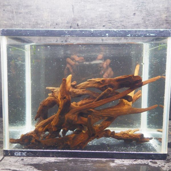  A-STYLE マングローブ流木 水中管理 沈水済み アク抜き済 大量 写真分 在庫限り次回入荷未定 同日落札のみ同梱可能 No1(水槽装飾品)｜売買されたオークション情報、yahooの商品情報をアーカイ 水槽装飾品