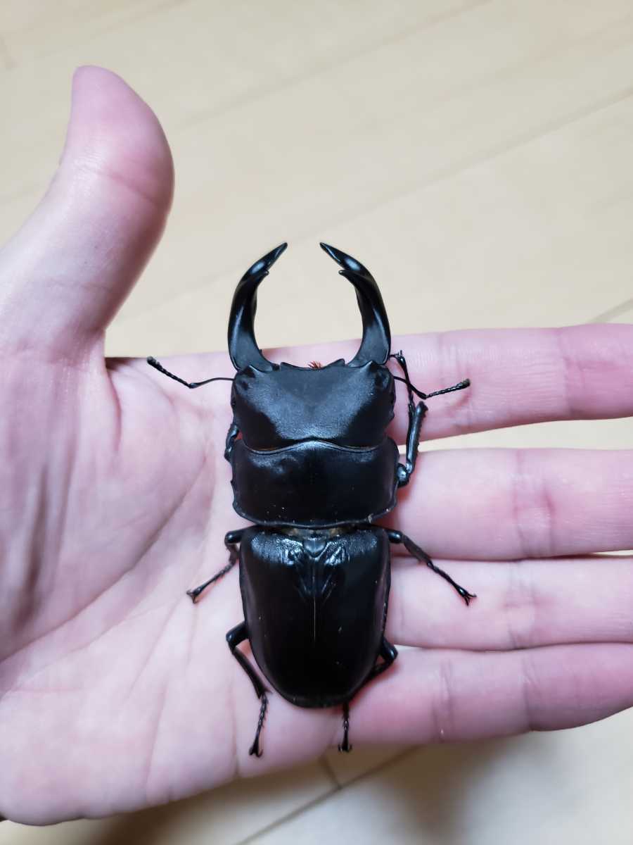 セール オオクワガタ 久留米 幼虫 菌糸ビン入り 13頭(国産)｜売買されたオークション情報、yahooの商品情報をアーカイブ公開 - オークファン 国産