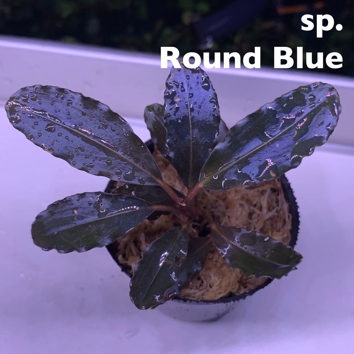セール，限定SALE KhK Bucephalandra sp. Round Blue ブセファランドラ sp.ラウンドブルー(水草)｜売買されたオークション情報、yahooの商品情報をアーカイブ公開 - オークファン その他