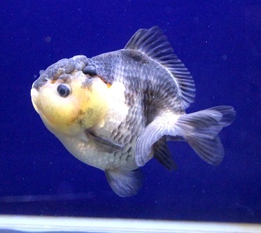 ⑧　☆超檄カワ厳選極上個体☆　ヤンボウ(元宝)　ショートテール金魚　11cm位