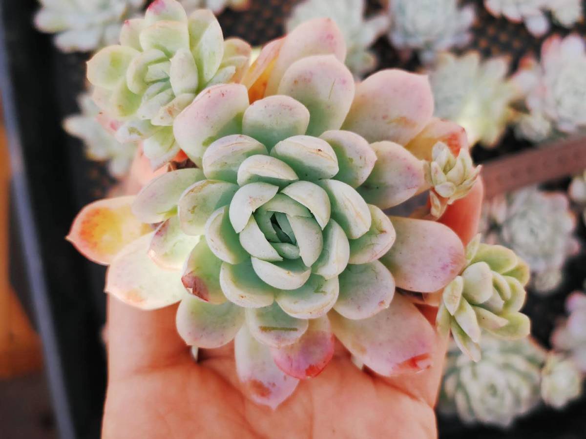 韓国多肉植物 韓国苗 エケベリア Echeveria 6-841 スノウバニー　20個 (岡山在庫)(4/19岡山発送)
