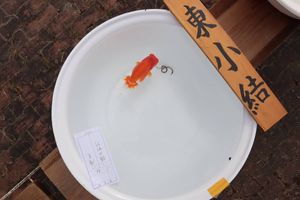 横田のYahoo!オークション(旧ヤフオク!)の相場・価格を見る｜Yahoo