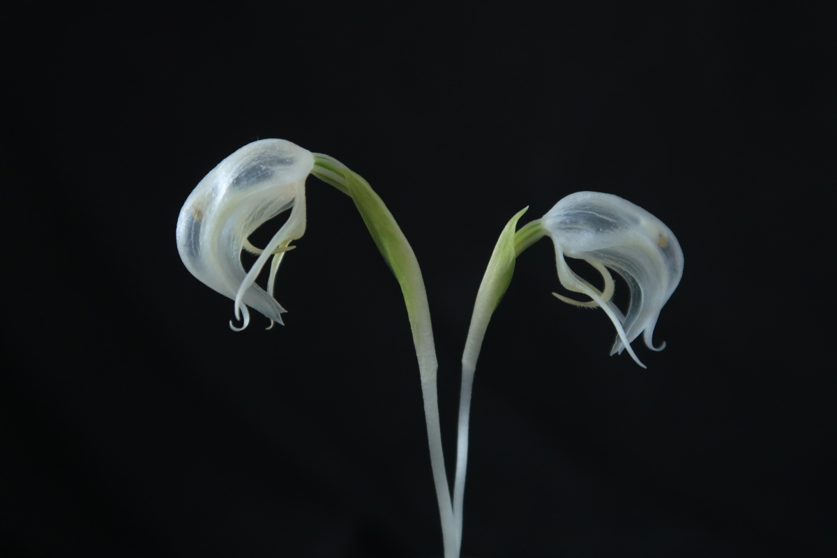 nakato-orchids | オーキッドバレーミウラ Pterostylis Shop秋咲き