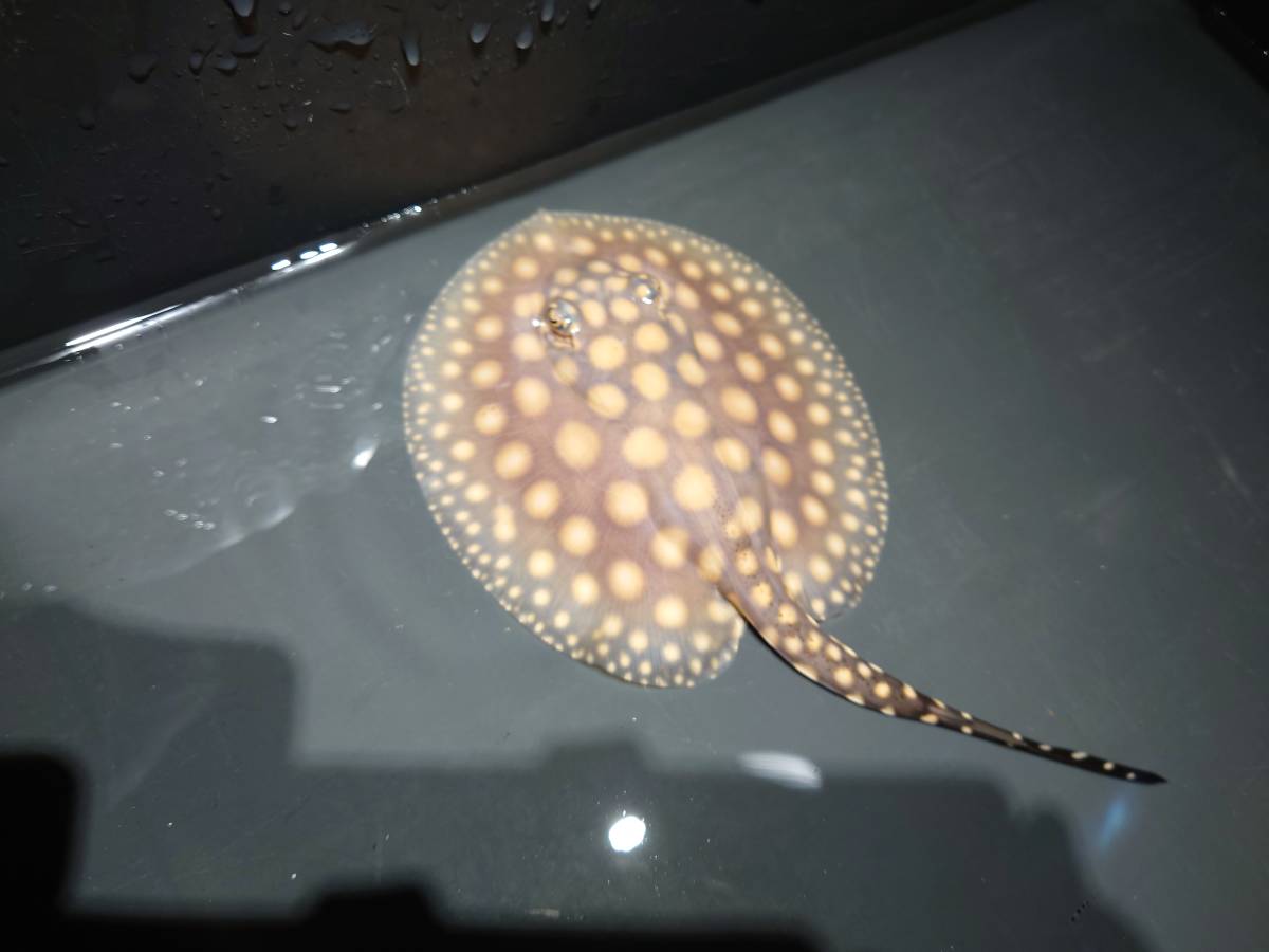 Yahoo!オークション ダイヤモンドポルカ (魚類、水生生物