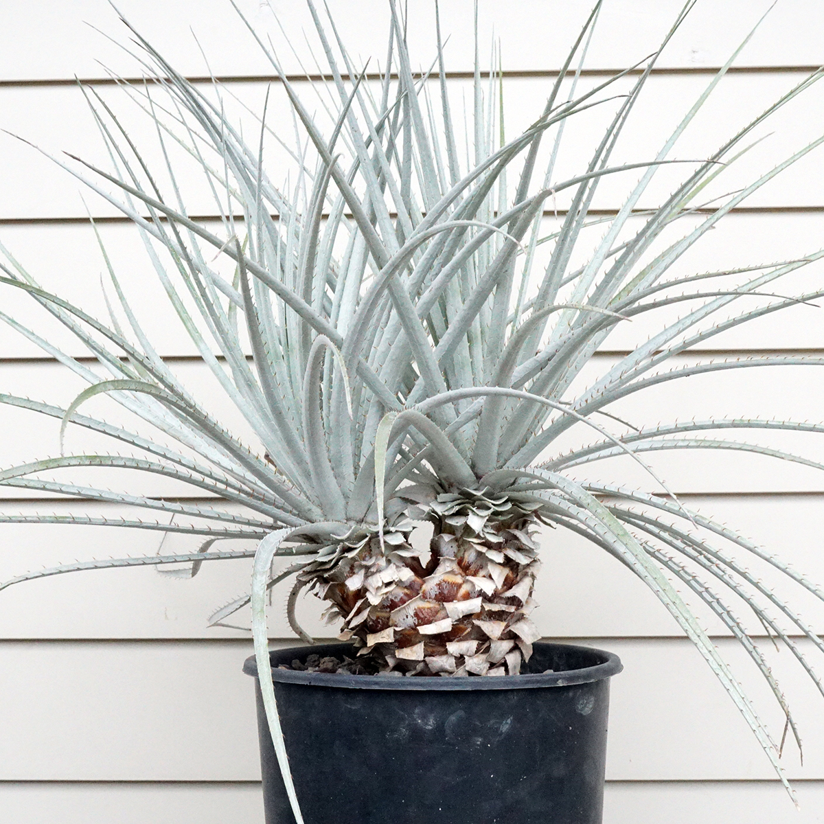 プヤ・セルーレア プヤ セルーレア 2ヘッド 実生 大株/ Puya coerulea